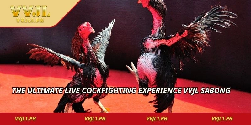 The ultimate live cockfighting experience vvjl sabong