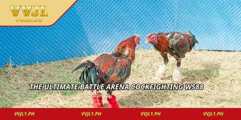 The ultimate battle arena cockfighting ws88